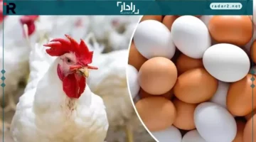 تفاوت غير مسبوق.. أسعار الفراخ البيضاء والحمراء والساسو وأنواع البيض اليوم في بورصة الدواجن والأسواق